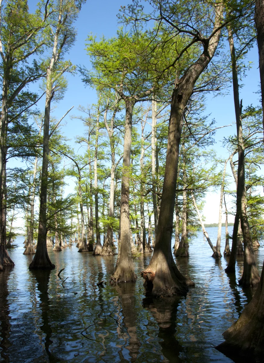 Reelfoot Lake (Tennessee)