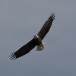 Bald Eagle flying under a blue sky