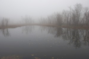 Foggy day in the backwaters near La Crescent MN