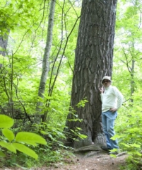 Old growth white pine; Lost 40 (MN)
