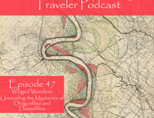 Episode 47: Winged Wonders: Unraveling the Mysteries of Dragonflies and Damselflies