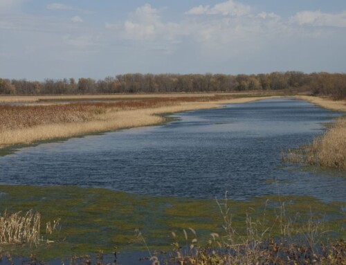 Destination of the Day: Ted Shanks Conservation Area