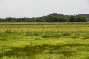 Ted Shanks Conservation Area