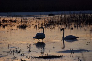 Trumpeter swans